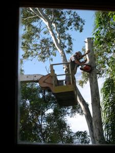 Using a Cherry Picker to Cut Down a Tree
