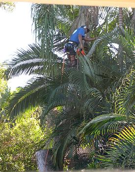 Tree Lopper Climbing up the Tree