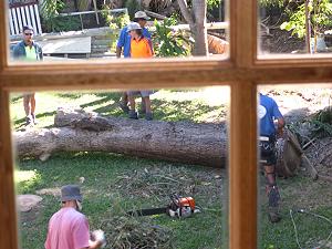 Large Trunk to our Tall Tree