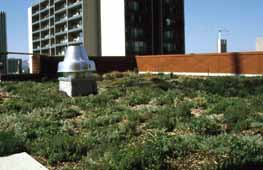 Example of a Green Roof