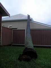 palm-tree-fallen-on-house